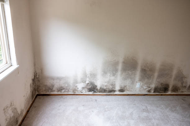 Reliable Trafford, PA Mold Inspection, Removal & Remediation Solutions